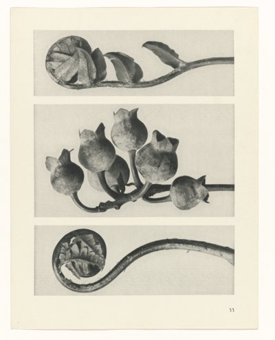 研究を計画する Archetypes of Art (シリーズタイトル) 作： Karl Blossfeldt