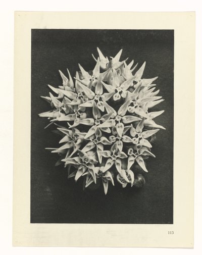 研究を計画する Archetypes of Art (シリーズタイトル) 作： Karl Blossfeldt