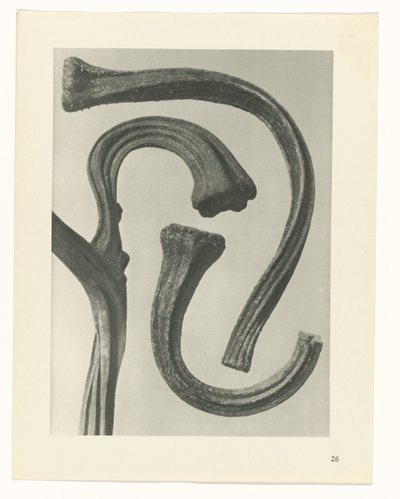 研究を計画する Archetypes of Art (シリーズタイトル) 作： Karl Blossfeldt