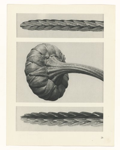 研究を計画する Archetypes of Art (シリーズタイトル) 作： Karl Blossfeldt