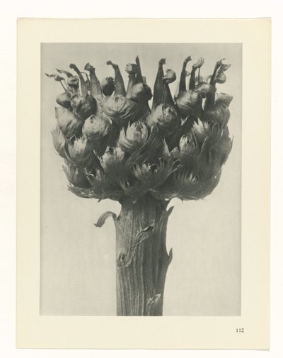 研究を計画する Archetypes of Art (シリーズタイトル) 作： Karl Blossfeldt