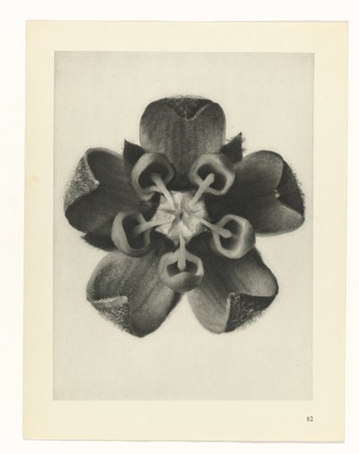 研究を計画する Archetypes of Art (シリーズタイトル) 作： Karl Blossfeldt