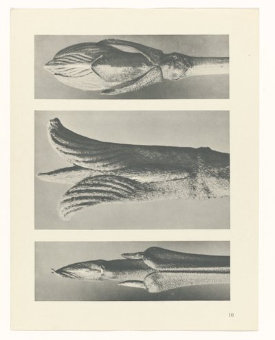 研究を計画する Archetypes of Art (シリーズタイトル) 作： Karl Blossfeldt
