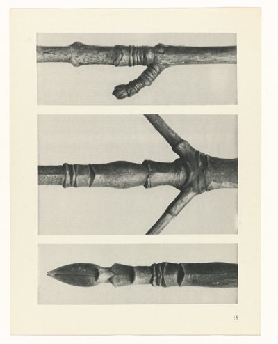 研究を計画する Archetypes of Art (シリーズタイトル) 作： Karl Blossfeldt