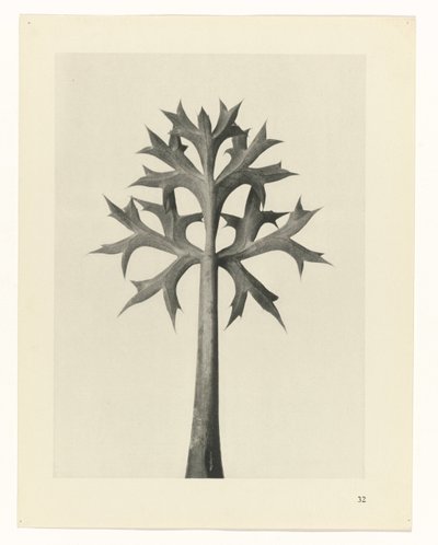 研究を計画する Archetypes of Art (シリーズタイトル) 作： Karl Blossfeldt