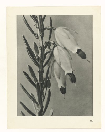 研究を計画する Archetypes of Art (シリーズタイトル) 作： Karl Blossfeldt