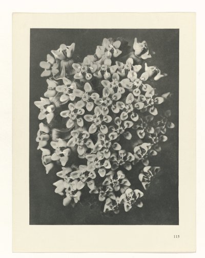 研究を計画する Archetypes of Art (シリーズタイトル) 作： Karl Blossfeldt