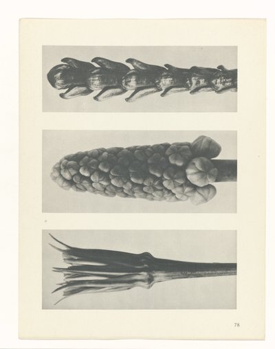 研究を計画する Archetypes of Art (シリーズタイトル) 作： Karl Blossfeldt