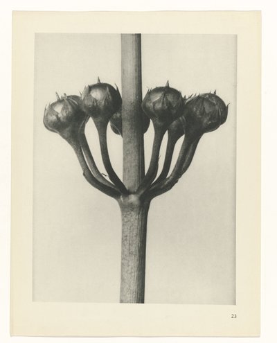 研究を計画する Archetypes of Art (シリーズタイトル) 作： Karl Blossfeldt