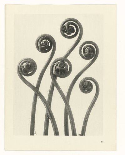 研究を計画する Archetypes of Art (シリーズタイトル) 作： Karl Blossfeldt
