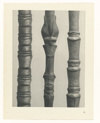 研究を計画する Archetypes of Art (シリーズタイトル) 作： Karl Blossfeldt