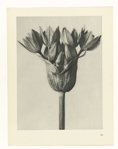 研究を計画する Archetypes of Art (シリーズタイトル) 作： Karl Blossfeldt