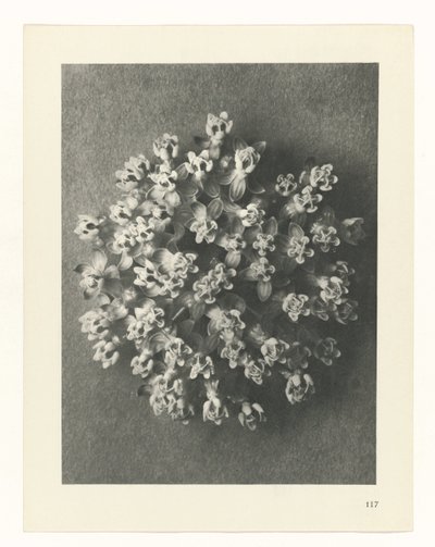 次の芸術家によるアート作品： Karl Blossfeldt