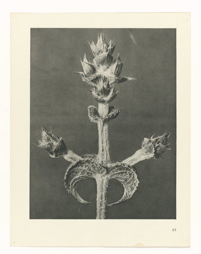 研究を計画する Archetypes of Art (シリーズタイトル) 作： Karl Blossfeldt