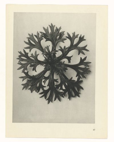 研究を計画する Archetypes of Art (シリーズタイトル) 作： Karl Blossfeldt