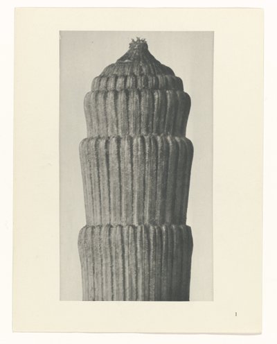 計画検討、スギナ Archetypes of Art (シリーズタイトル) 作： Karl Blossfeldt