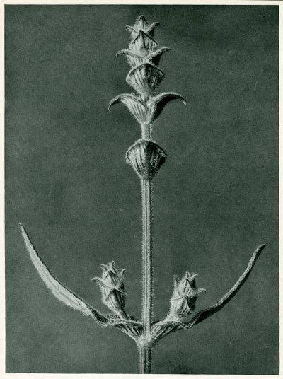 サルビア、1929（グラビア） 作： Karl Blossfeldt