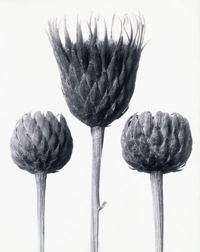 次のアーティストによるアート作品： Karl Blossfeldt