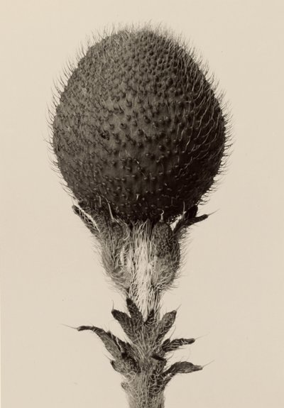 [棘のある球根植物］ 作： Karl Blossfeldt