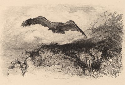 飛翔する鷲。 作： Karl Bodmer