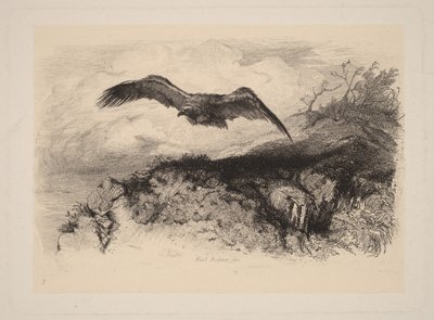 飛翔する鷲 作： Karl Bodmer