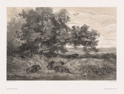 自然に似た動物と風景：池のイノシシ 作： Karl Bodmer