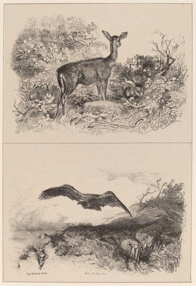ドウ、イーグル 作： Karl Bodmer