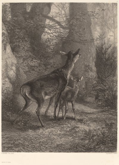 ドゥーとフォーン 作： Karl Bodmer