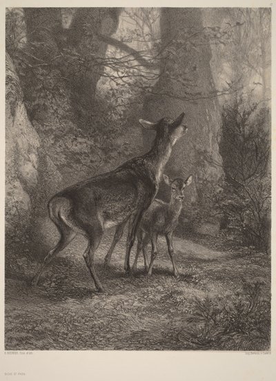  作： Karl Bodmer