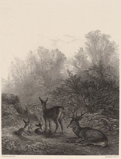 鹿の休息 作： Karl Bodmer
