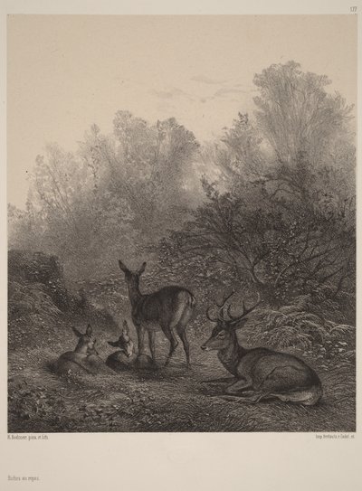 休息中の雌鹿たち 作： Karl Bodmer
