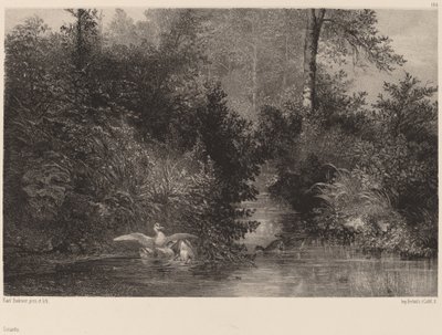 アヒル 作： Karl Bodmer