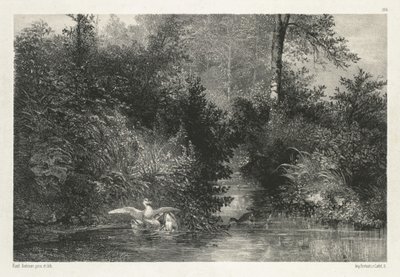 カナードアヒル 作： Karl Bodmer