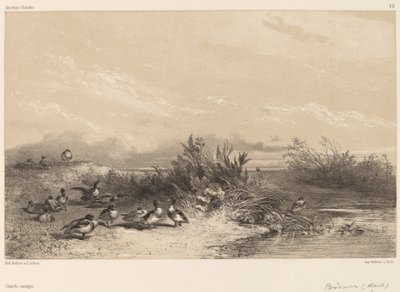 ワイルドなダックス。 作： Karl Bodmer