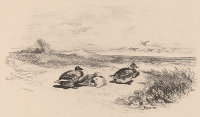 ワイルドなダックス。 作： Karl Bodmer