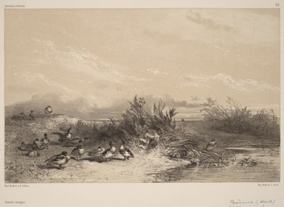  作： Karl Bodmer