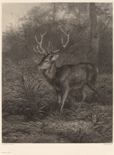 Cerf Dix-Cors 作： Karl Bodmer