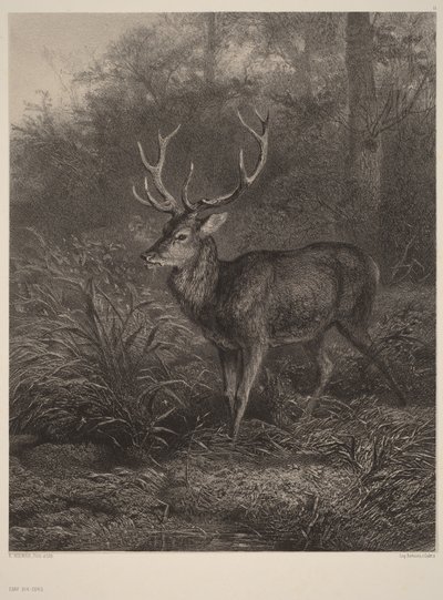  作： Karl Bodmer