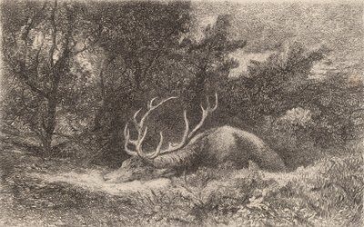 Cerf a la Reposee. 作： Karl Bodmer