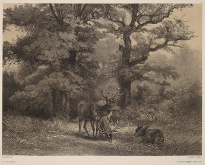  作： Karl Bodmer