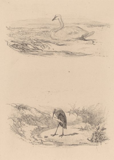 白鳥、鷺。 作： Karl Bodmer