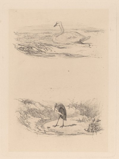 白鳥、鷺 作： Karl Bodmer