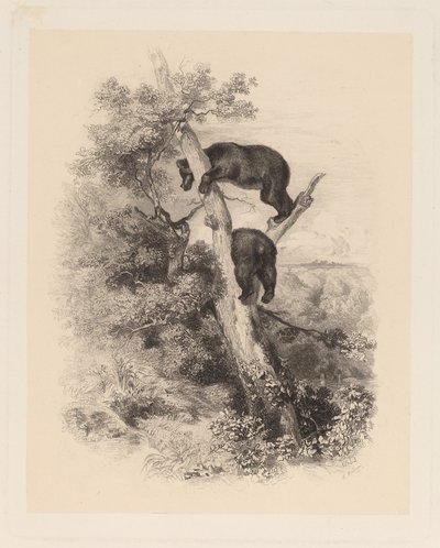 2 つのクマ 作： Karl Bodmer