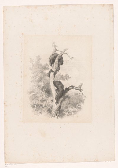 木の 3 つのクマ 動物のいる風景（連載タイトル） 作： Karl Bodmer