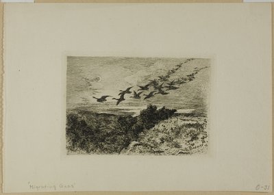 空飛ぶガチョウ 作： Karl Bodmer