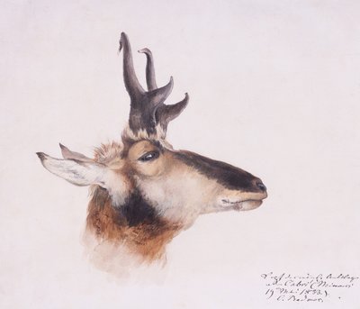 アンテロープの頭 作： Karl Bodmer