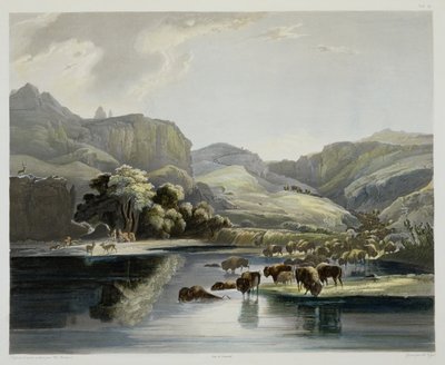 ミズーリ州上部のバイソンとエルクの群れ、カールフォーゲル（1816-51）1844（アクアチント）によって彫刻された「北米の内部の旅」のボリューム2のプレート47 作： Karl Bodmer
