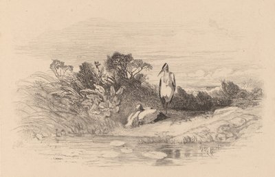 鷺です。 作： Karl Bodmer