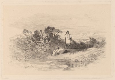 サギ 作： Karl Bodmer