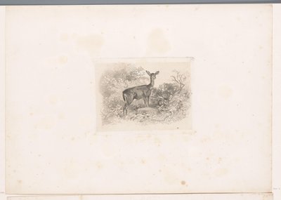 森の中のドウ 動物のいる風景（連載タイトル） 作： Karl Bodmer